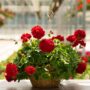 Geranium – Calliope Large Dark Red – 16″ Moss Hanging Basket